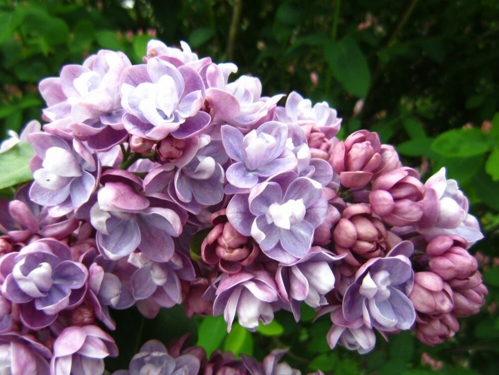 Сирень обыкновенная Катюша (Syringa vulgaris 'Katyusha')