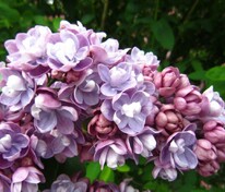 Сирень обыкновенная Катюша (Syringa vulgaris 'Katyusha')