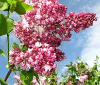 Сирень обыкновенная Маршал Баграмян (Syringa vulgaris 'Marshal Bagramyan')