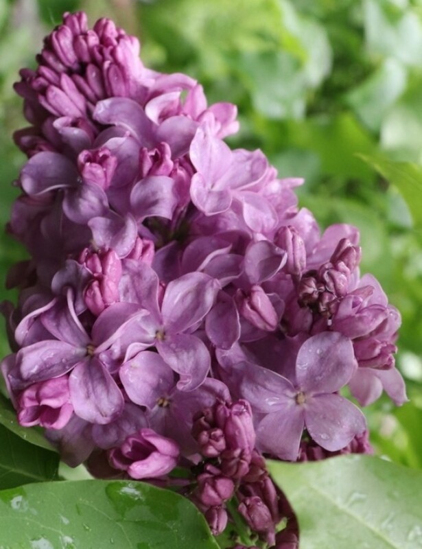 Сирень обыкновенная Маршал Бирюзов (Syringa vulgaris 'Marshal Biryuzov')