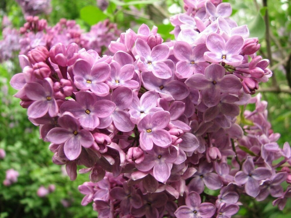 Сирень обыкновенная Маршал Бирюзов (Syringa vulgaris 'Marshal Biryuzov')