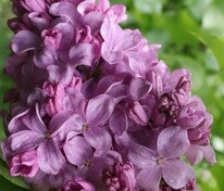 Сирень обыкновенная Маршал Бирюзов (Syringa vulgaris 'Marshal Biryuzov')