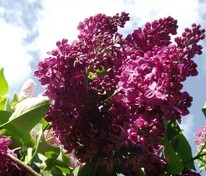 Сирень обыкновенная Маршал Соколовский (Syringa vulgaris 'Marshal Sokolovskiy')