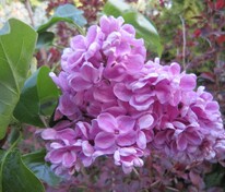 Сирень обыкновенная Москвичка (Syringa vulgaris 'Moskvichka')