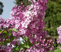 Сирень обыкновенная Оля (Syringa vulgaris 'Olya')