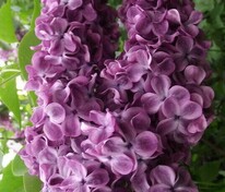 Сирень обыкновенная Патриот (Syringa vulgaris 'Patriot')