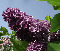 Сирень обыкновенная Прохоровка (Syringa vulgaris 'Prokhorovka')