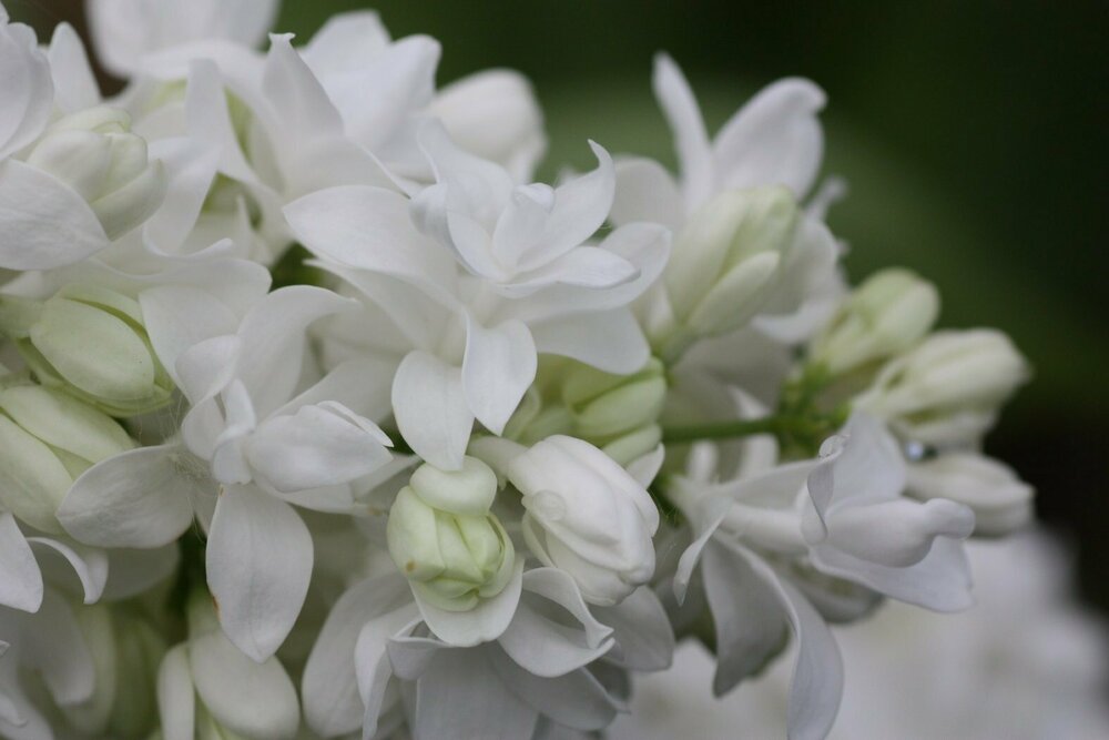 Сирень обыкновенная Русский север (Syringa vulgaris 'Russkiy Sever')