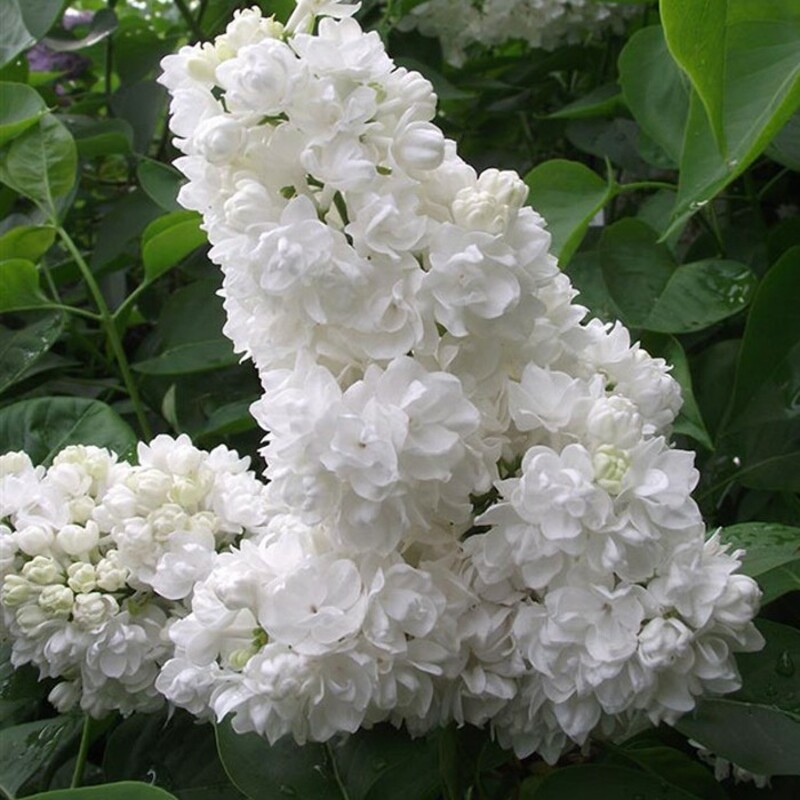 Сирень обыкновенная Русский север (Syringa vulgaris 'Russkiy Sever')