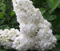 Сирень обыкновенная Русский север (Syringa vulgaris 'Russkiy Sever')