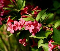 Вейгела цветущая Бристоль Руби (Weigela florida 'Bristol Ruby')