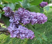 Сирень обыкновенная Серебряный Век (Syringa vulgaris 'Serebryanyi Vek')