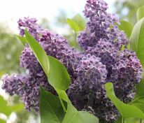 Сирень обыкновенная Синенький скромный платочек (Syringa vulgaris 'Sinenkiy Skromnyi Platochek')
