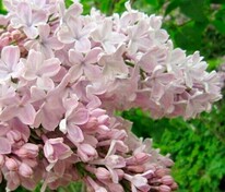 Сирень обыкновенная Тишина (Syringa vulgaris 'Tishina')