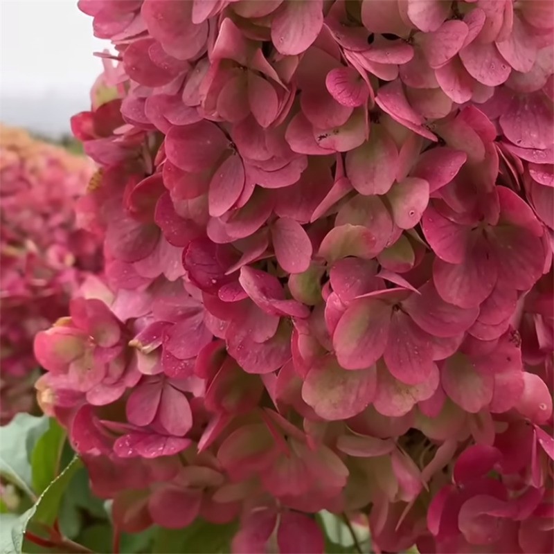 Гортензия метельчатая Краса Лесково (Hydrangea paniculata 'Krasa Leskovo')