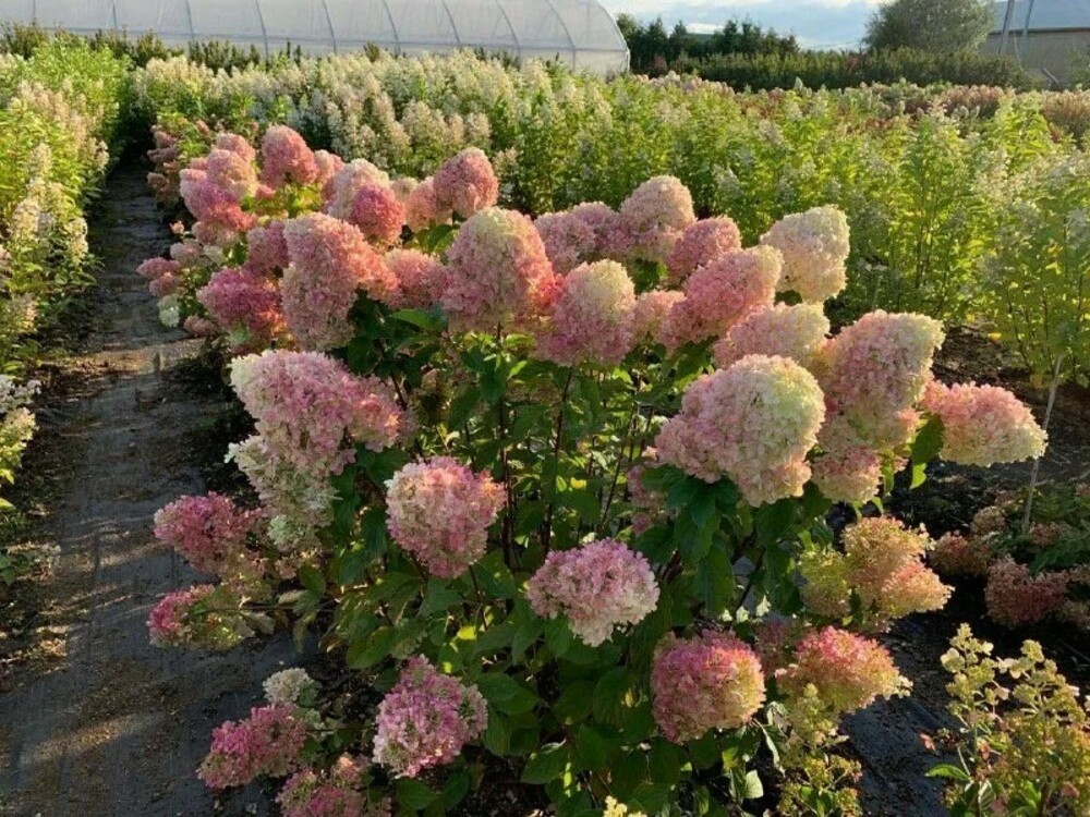 Гортензия метельчатая Краса Лесково (Hydrangea paniculata 'Krasa Leskovo')