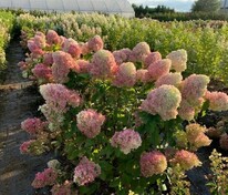Гортензия метельчатая Краса Лесково (Hydrangea paniculata 'Krasa Leskovo')