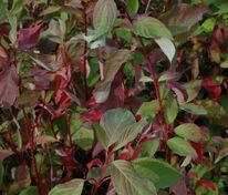 Дерен белый Батон Руж (Cornus alba 'Baton Rouge')