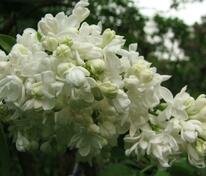 Сирень обыкновенная Ветка Мира (Syringa vulgaris 'Vetka Mira')