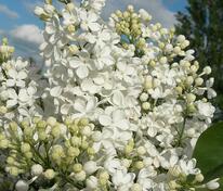 Сирень обыкновенная Татьяна Полякова (Syringa vulgaris 'Tatyana Polyakova')