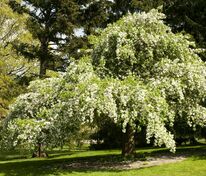 Яблоня декоративная Ред Джет (Malus 'Red Jet')