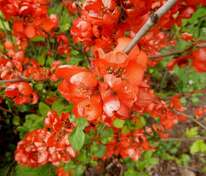 Айва японская Голландия (Chaenomeles japonica 'Hollandia')