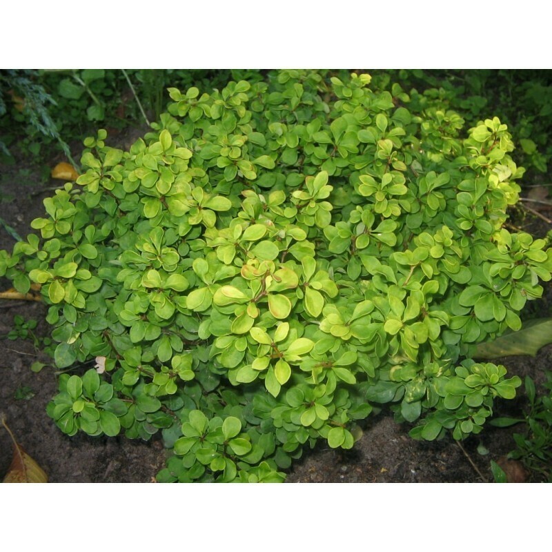 Барбарис Тунберга (Berberis thunbergii)