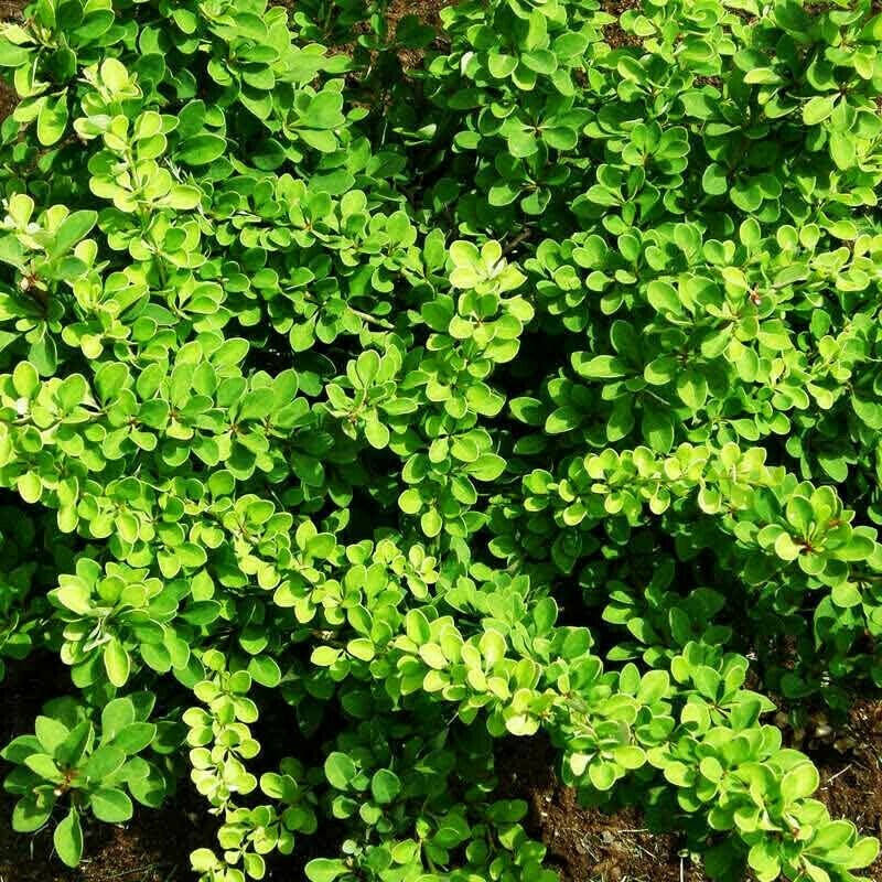 Барбарис Тунберга (Berberis thunbergii)