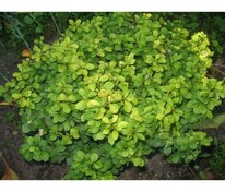 Барбарис Тунберга (Berberis thunbergii)