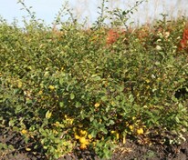 Айва японская (Chaenomeles japonica)