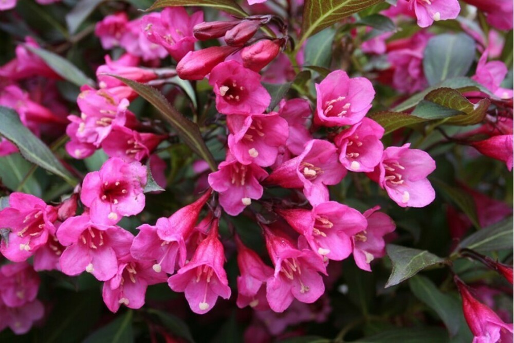 Вейгела цветущая Виктория (Weigela florida 'Victoria')