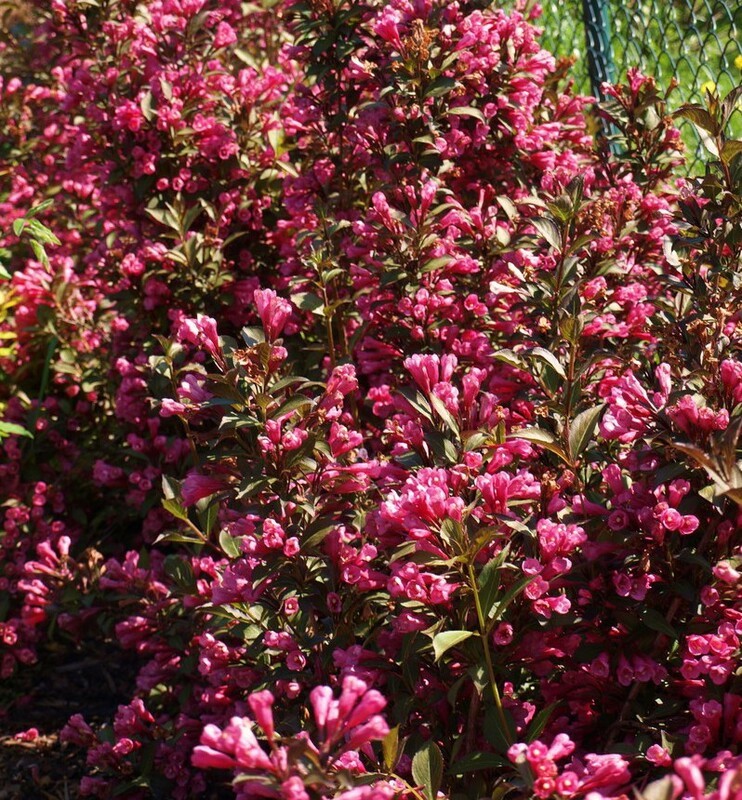 Вейгела цветущая Виктория (Weigela florida 'Victoria')