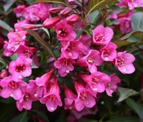 Вейгела цветущая Виктория (Weigela florida 'Victoria')