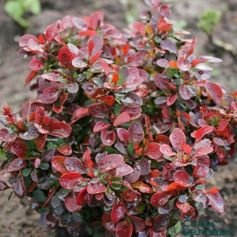 Барбарис Тунберга Багатель (Berberis thunbergii 'Bagatelle')