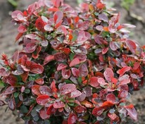 Барбарис Тунберга Багатель (Berberis thunbergii 'Bagatelle')
