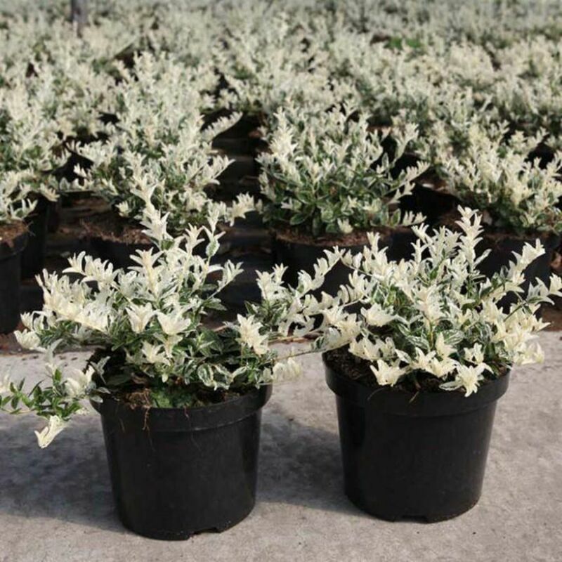 Бересклет Форчуна Арлекин (Euonymus fortunei 'Harlequin')