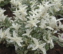 Бересклет Форчуна Арлекин (Euonymus fortunei 'Harlequin')