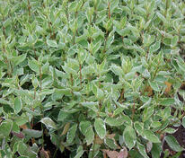 Дерен белый белоокаймленный (Cornus alba 'Elegantissima')