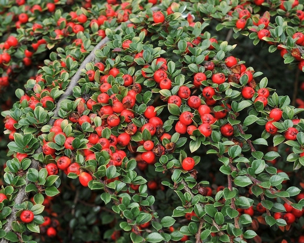 Кизильник Даммера Корал Бьюти (Cotoneaster x suecicus 'Coral Beauty')