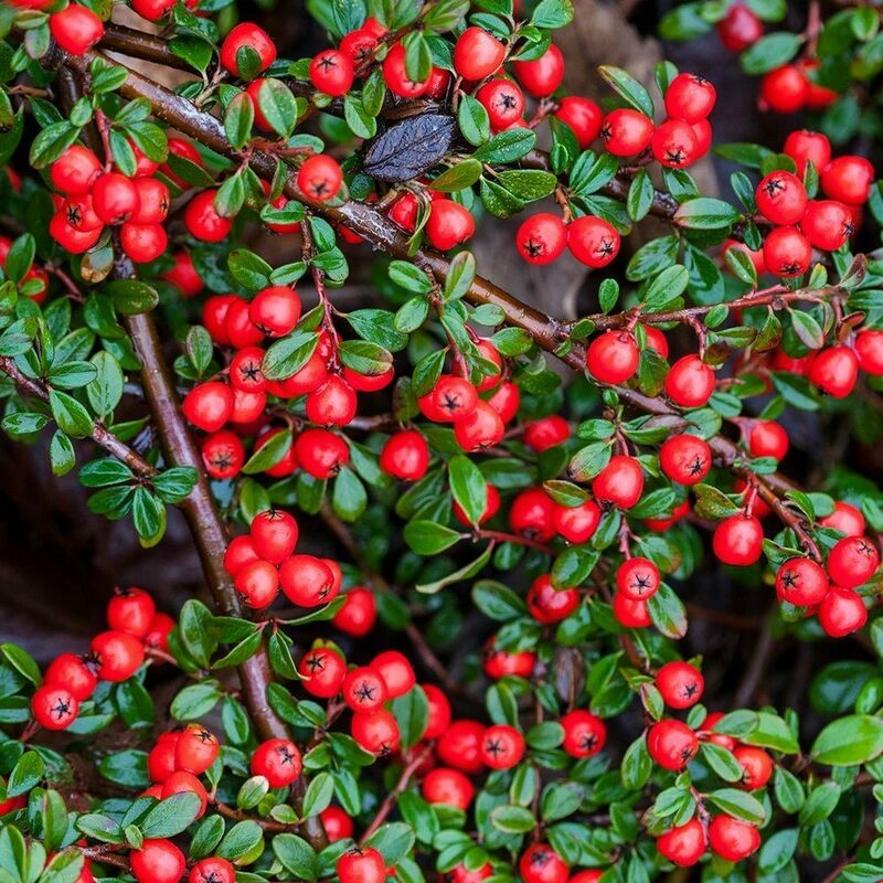Кизильник Даммера Корал Бьюти (Cotoneaster x suecicus 'Coral Beauty')
