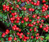 Кизильник Даммера Корал Бьюти (Cotoneaster x suecicus 'Coral Beauty')