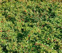 Кизильник Даммера Эйхольц (Cotoneaster dammeri 'Eichholz')