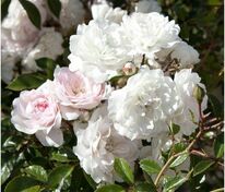 Роза Почвопокровная Сиа Фом (Rosa 'Sea Foam')