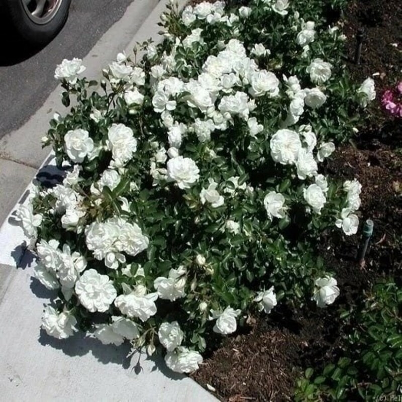 Роза Почвопокровная Вайт Фэйри (Rosa 'White Fairy')