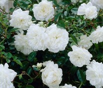 Роза Почвопокровная Вайт Фэйри (Rosa 'White Fairy')