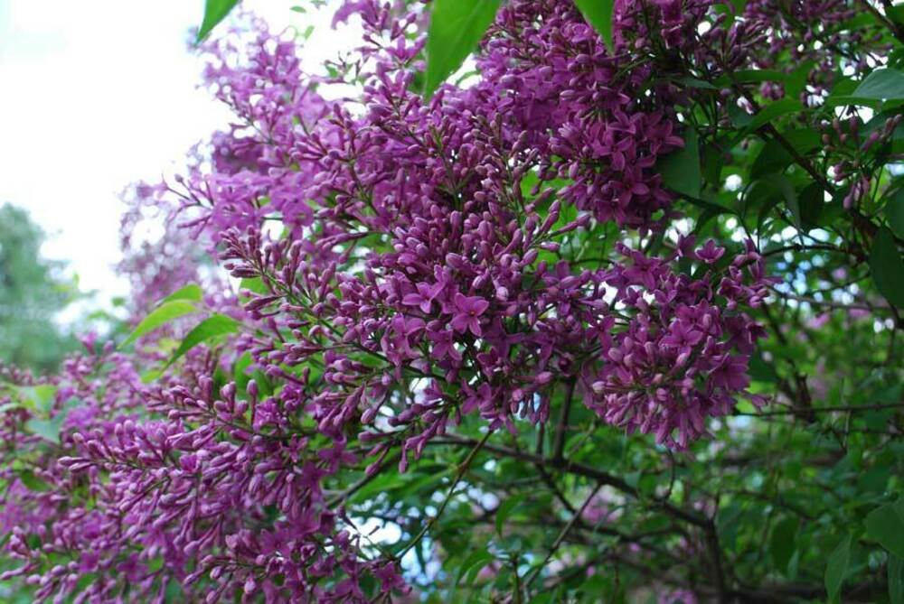 Сирень китайская Соджина (Syringa x chinensis 'Saugeana')