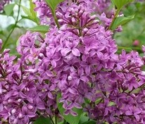 Сирень китайская Соджина (Syringa x chinensis 'Saugeana')