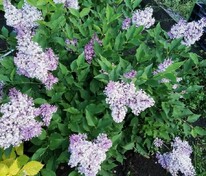 Сирень Престон Фест Эдишнс (Syringa x prestoniae 'First Editions')