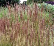 Вейник остроцветковый Аваланш (Calamagrostis x acutiflora 'Avalanche')