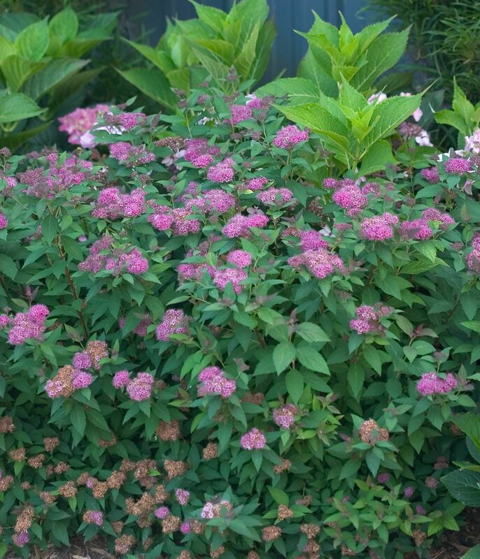 Спирея японская Дабл Плей Артист (Spiraea japonica 'Double Play Artisan')